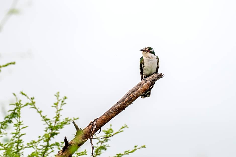 Foxy Crocodile Bush Lodge & Kruger Safaris