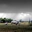Sediba Luxury Safari Lodge