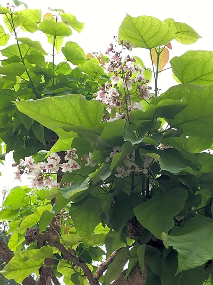 Manoir le Bout du Pont-Chambres d'Hôtes