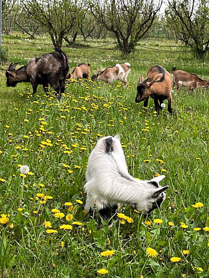 Agriturismo Porcaloca