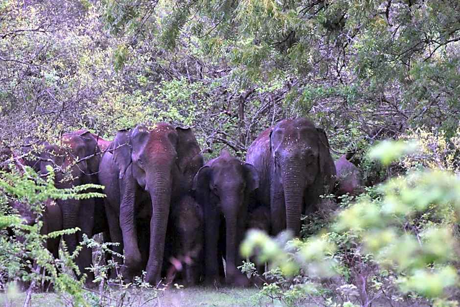 Big Game Yala - by Eco Team