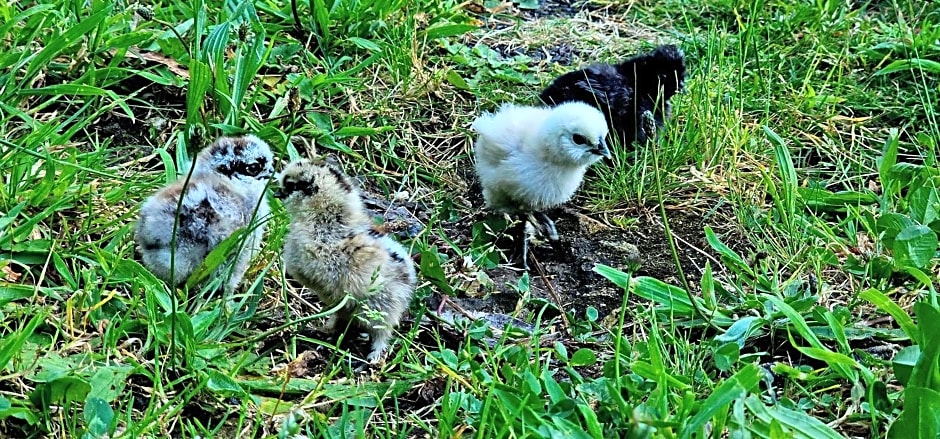 WoodHouse Near River - Near Ocean - Near Porto