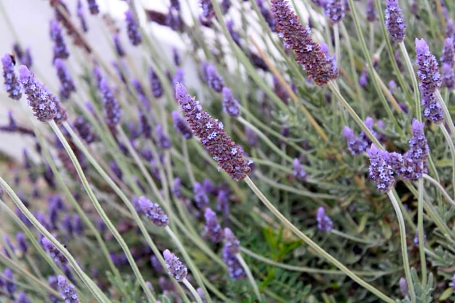 Hotel Kalimera Apartments