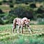 Nyosi Wildlife Reserve