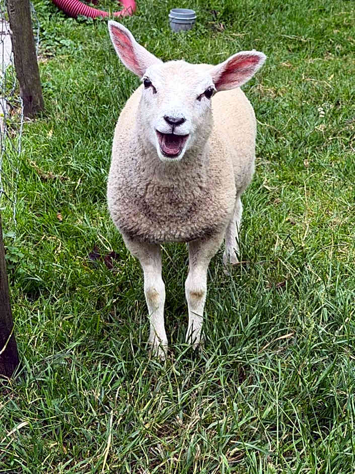 Slapen op het platteland