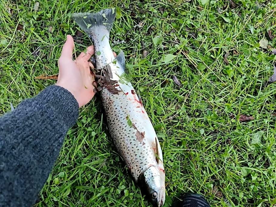 Sjøgata Riverside Rental and Salmon Fishing