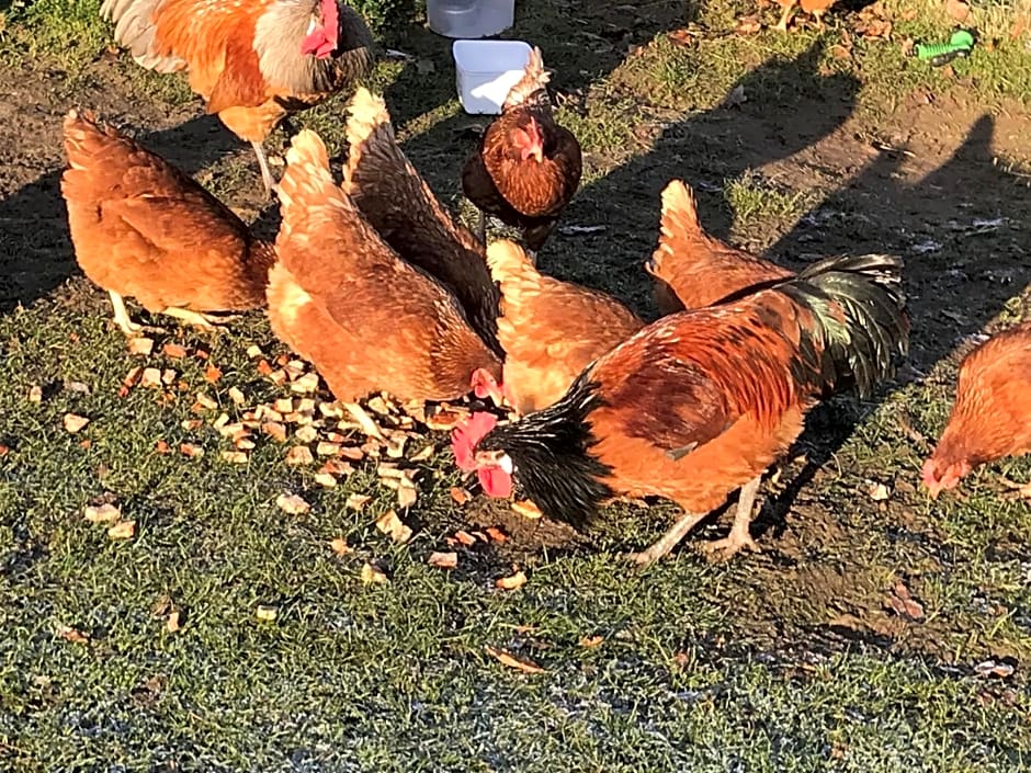 Chart House Bed and Breakfast