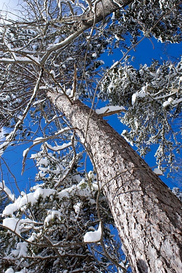 Top of Algonquin Bed and Breakfast