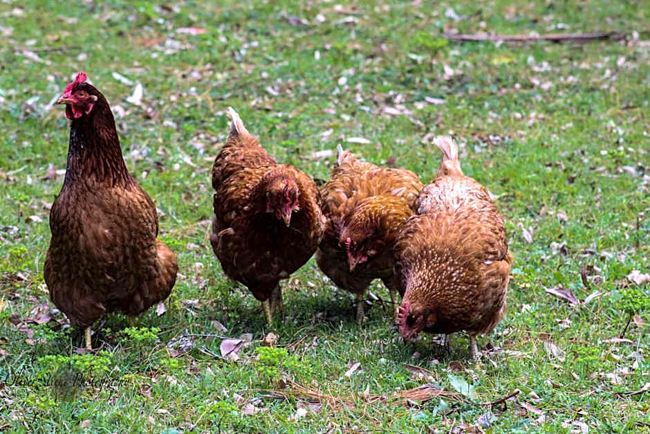 Tomah Retreat - Studio RELAX with fireplace