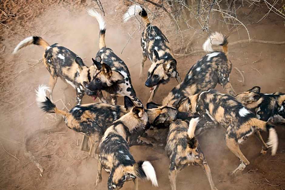 Simbavati Hilltop Lodge