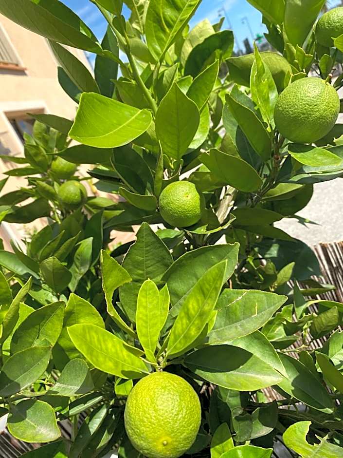 Avocado Hôtel
