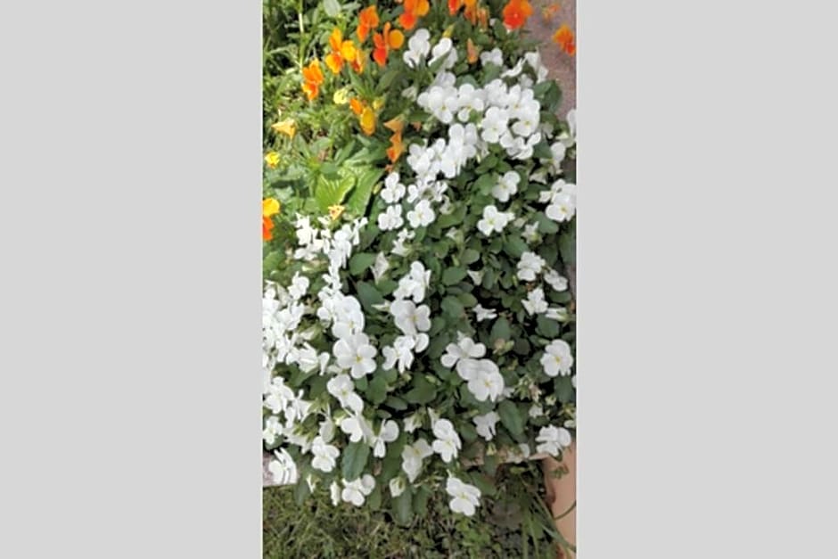 B&B Agriturismo La Casetta di Ben