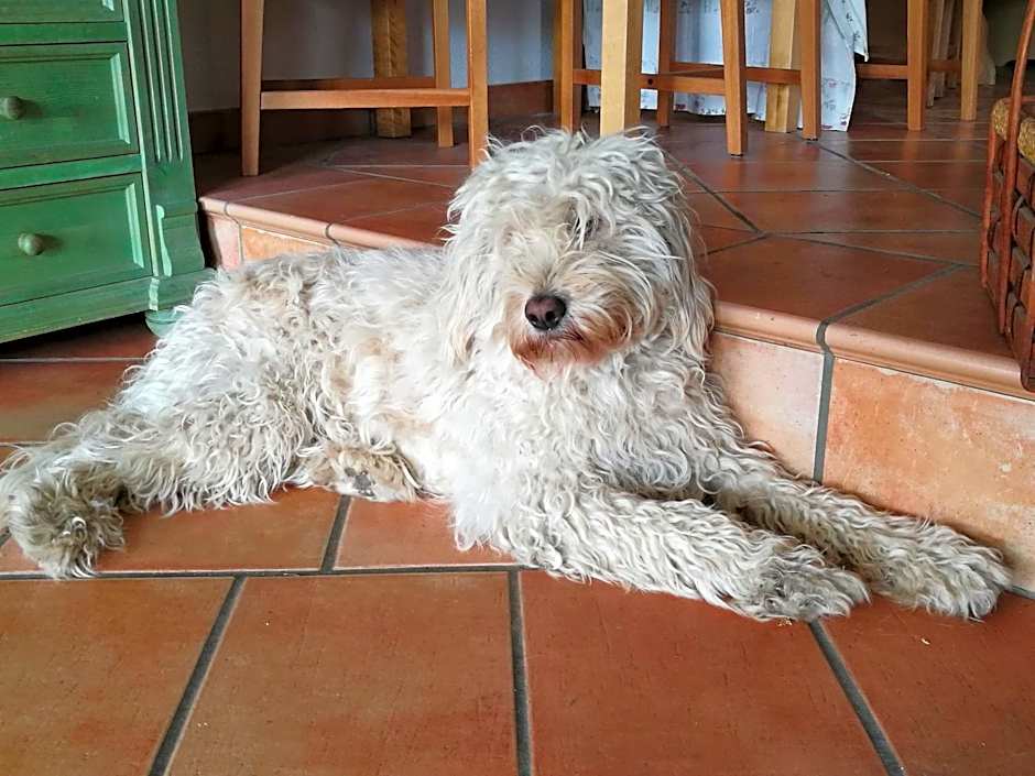 Elbhangzimmer Dresden