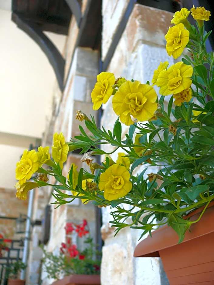 Petrini Gonia