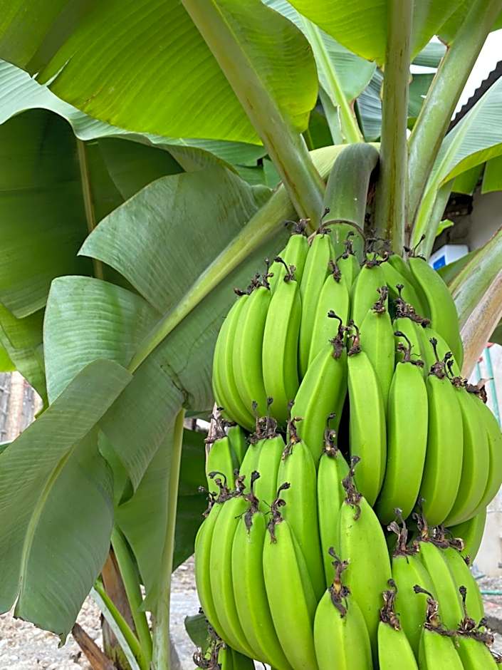 Lighthouse Guesthouse