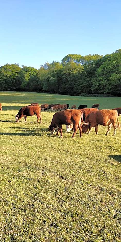 Pinfield Boutique Hotel