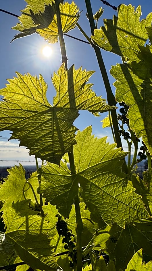 Agriturismo Cascina Cipressa