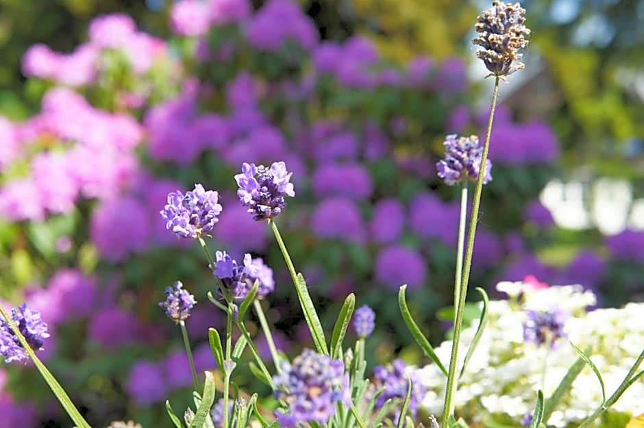 Berghotel Friedrichshöhe - Sauna, Pool & Natur