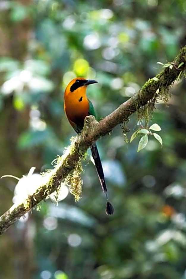 Chachagua Rainforest Hotel & Hot Springs