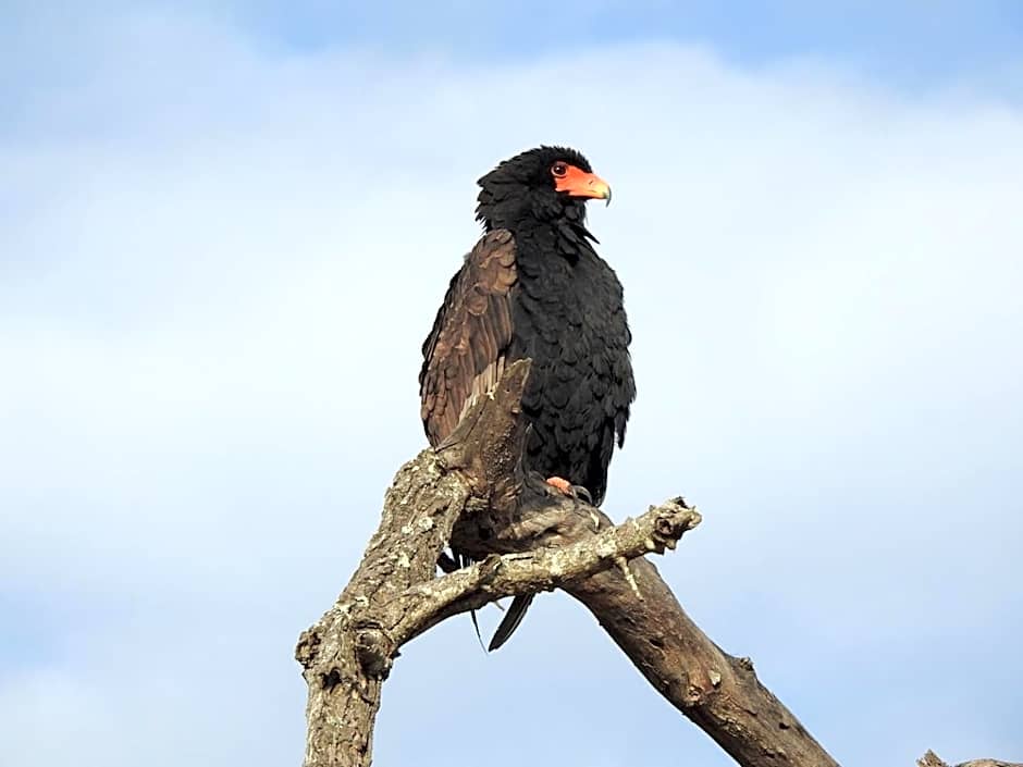 Barn Owl Lodge, Mjejane Game Reserve, Greater Kruger Park