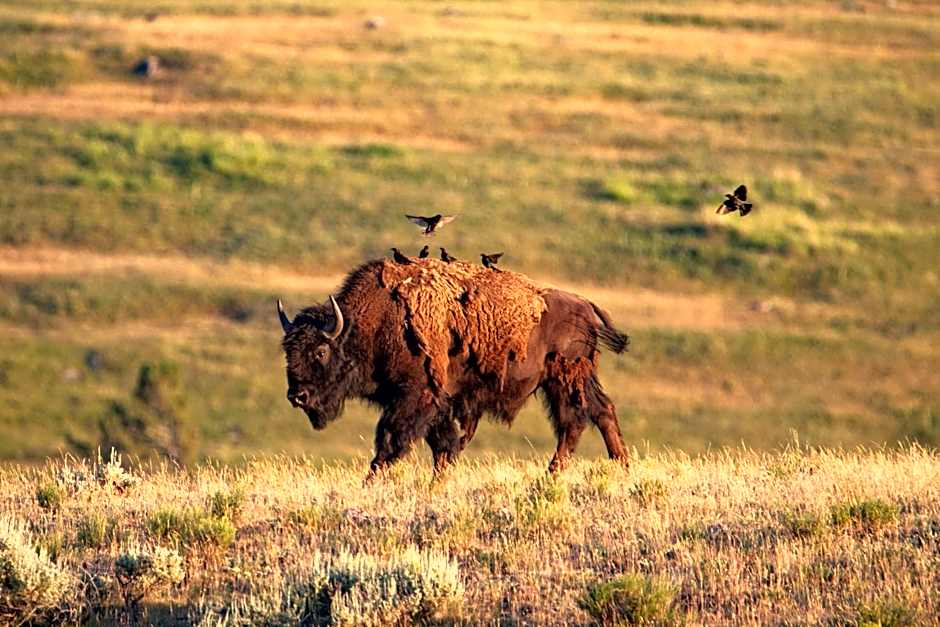 Explorer Cabins at Yellowstone