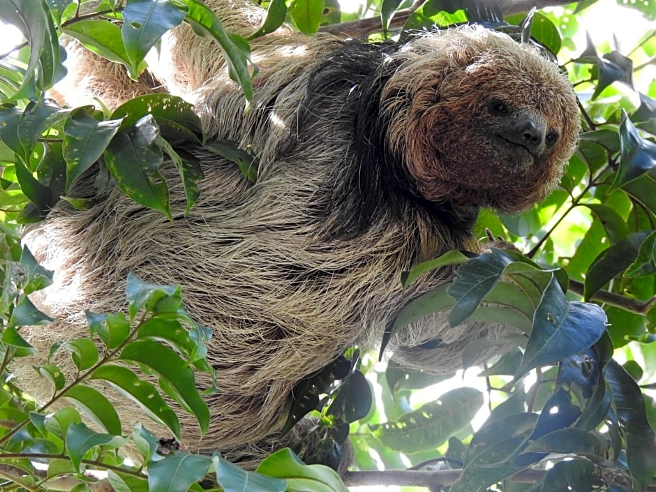 Aruá Observação de Vida Silvestre