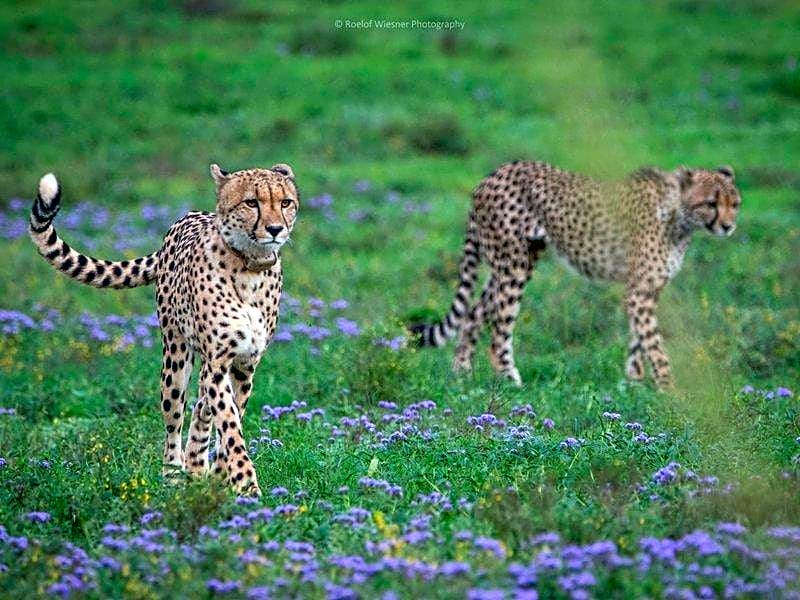 HillsNek Safari Camp