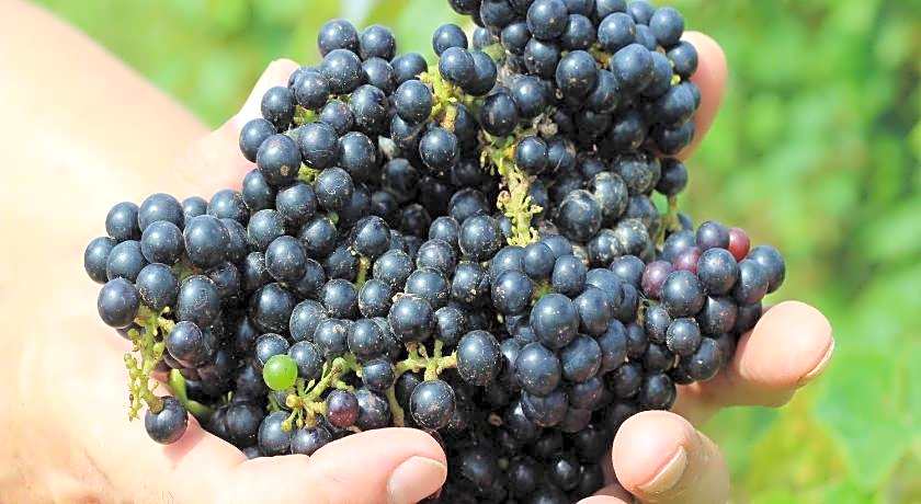 Auberge Bonne Chere Raout