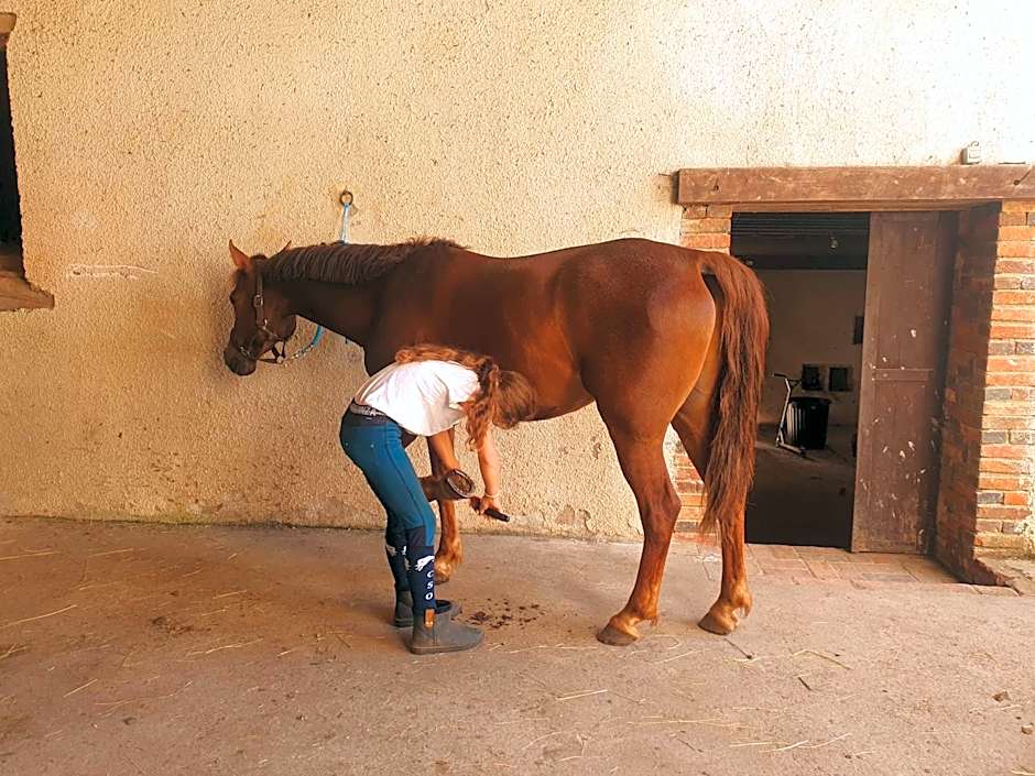 Ferme équestre & Chambres d'hôtes Gateau Stables proche Guédelon