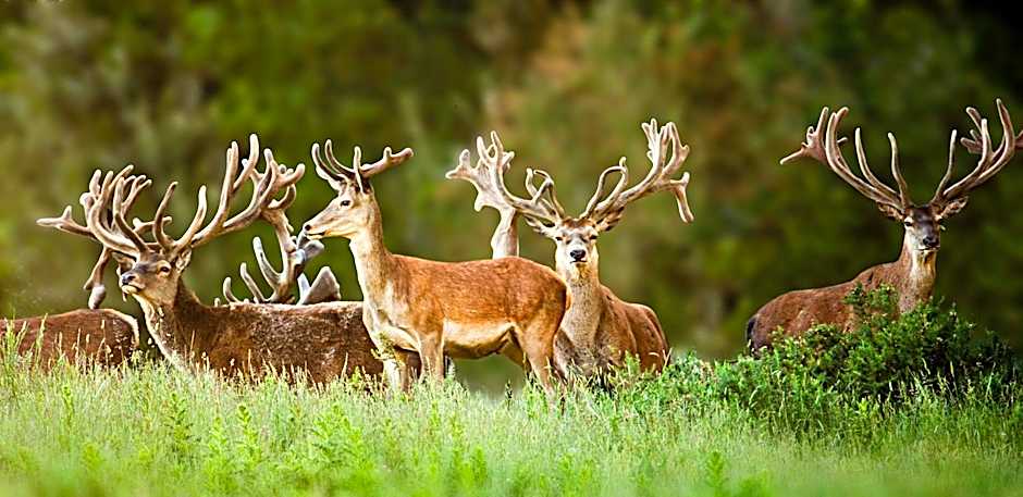 Treetops Lodge & Estate