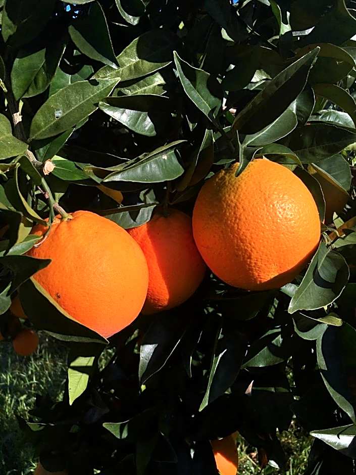 The Hideaway at Quinta de Moçamedes - Suites & Apartments