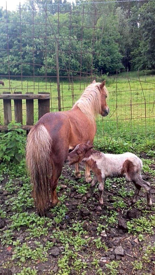 Bed & Breakfast Varionda