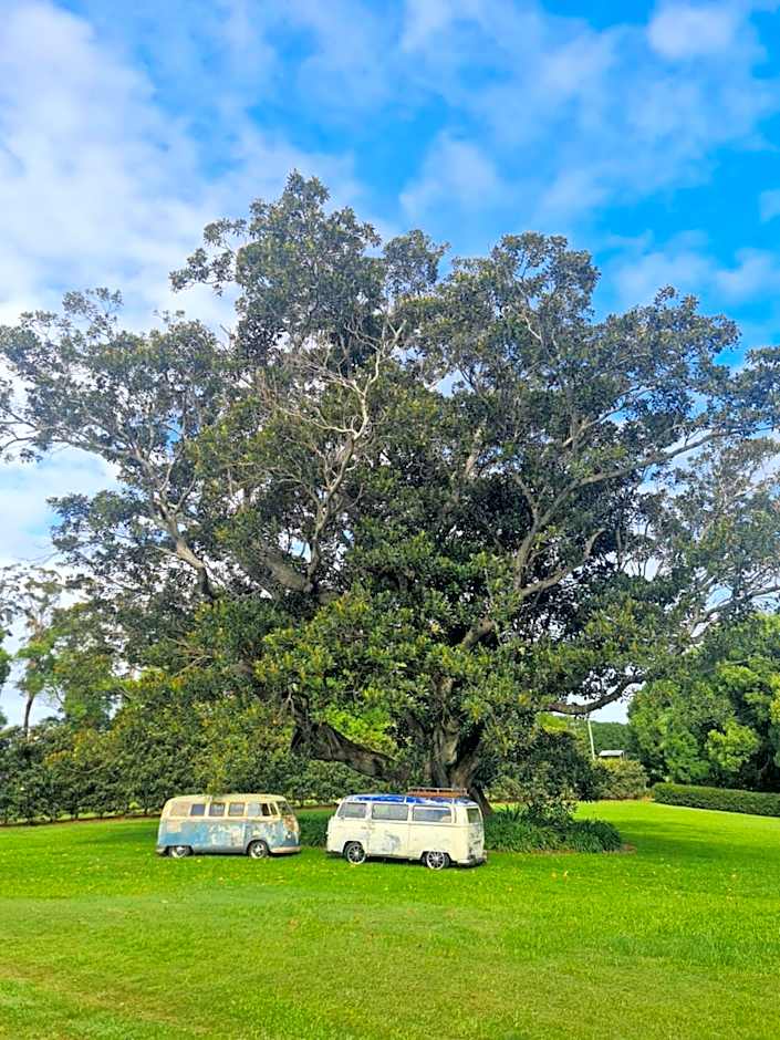 Cedia at Byron Bay Hinterland
