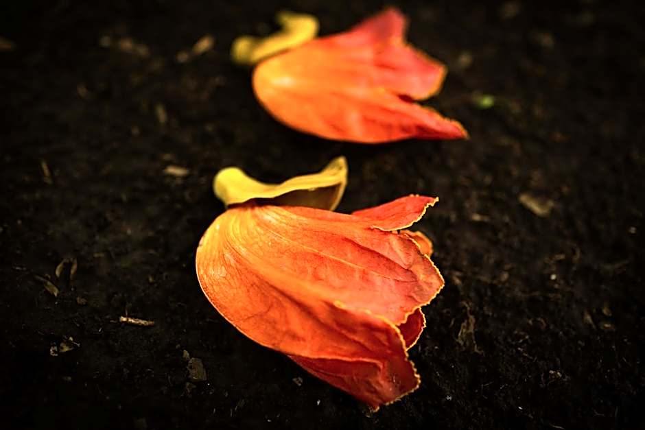 Rivertrees Country Inn