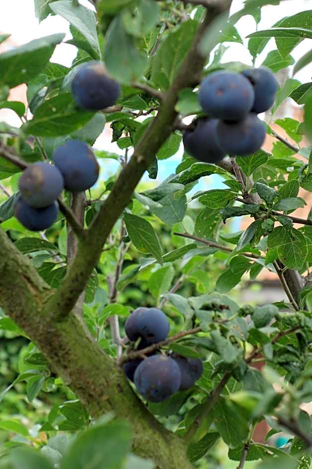 Elckerlyck Inn Hotel