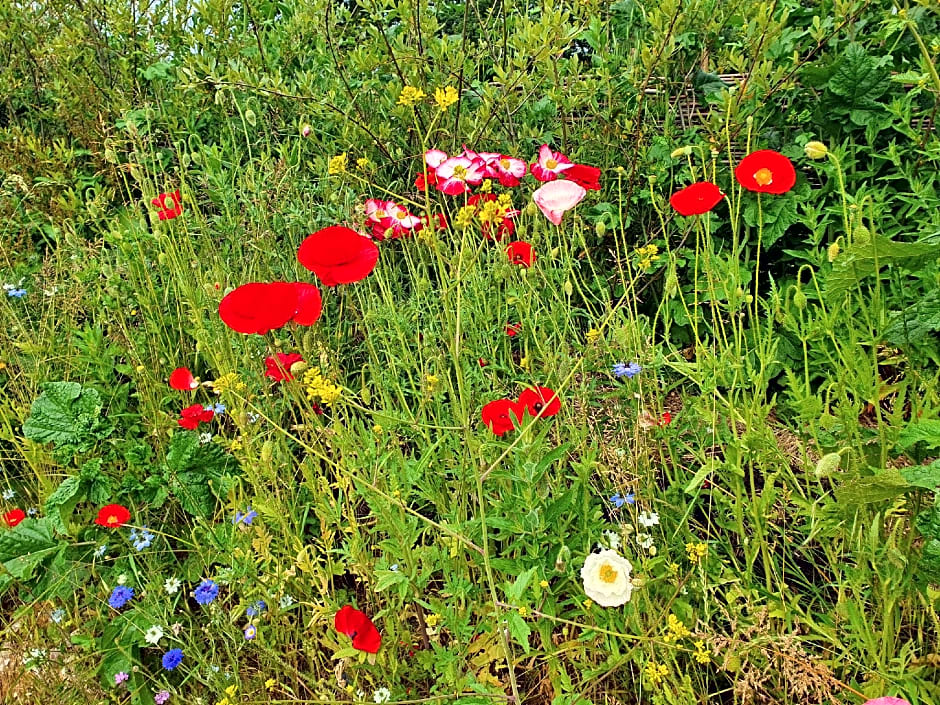 Dartmoor Reach Alpaca Farm