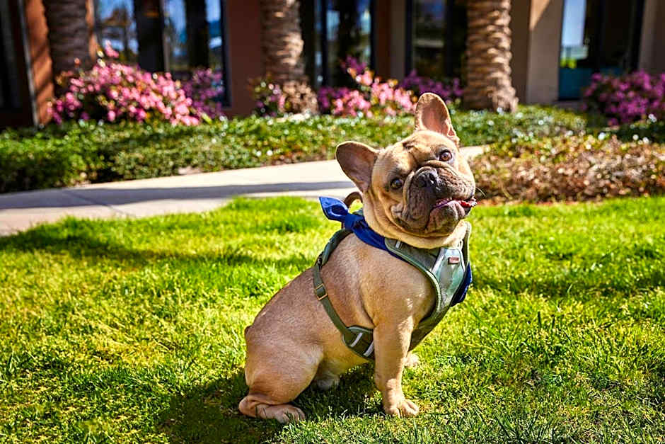 Residence Inn by Marriott Los Angeles Redondo Beach
