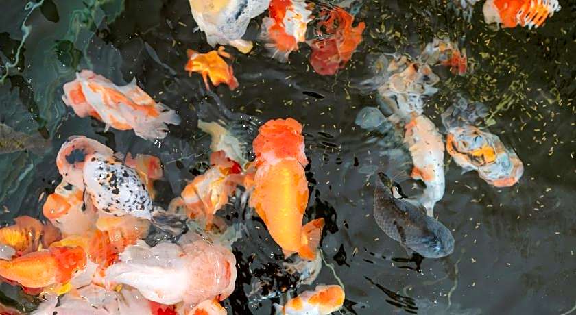 Phuoc Thanh IV Hotel