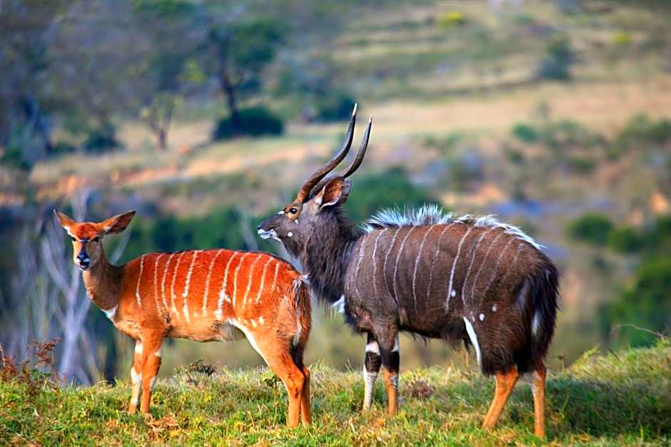 Botlierskop Tented Lodge