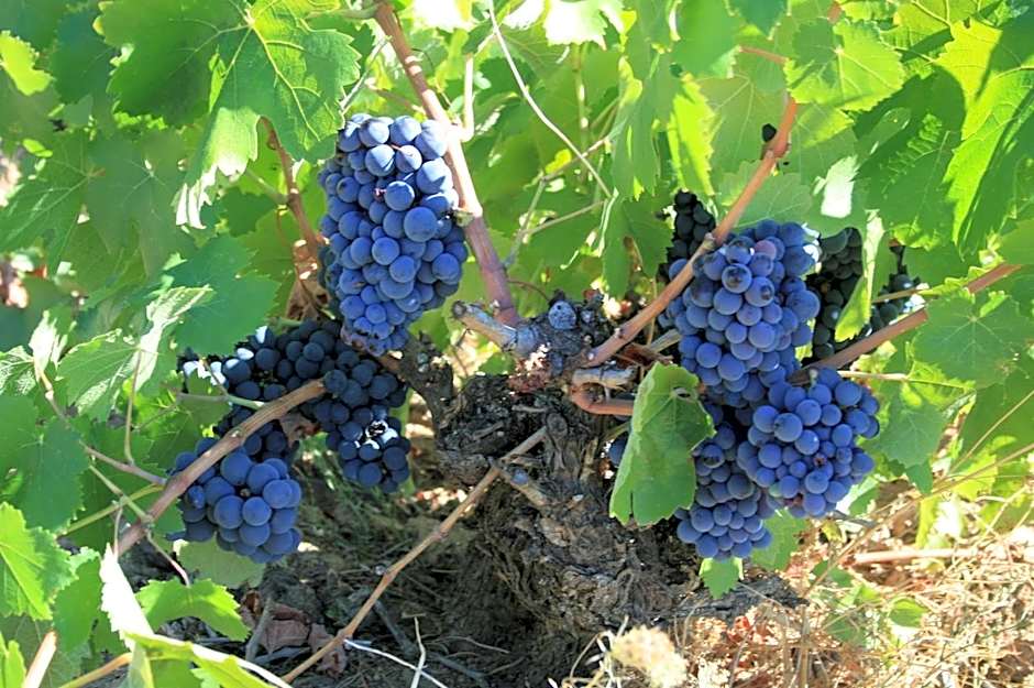 Hotel Rural La Enoteca del Marques