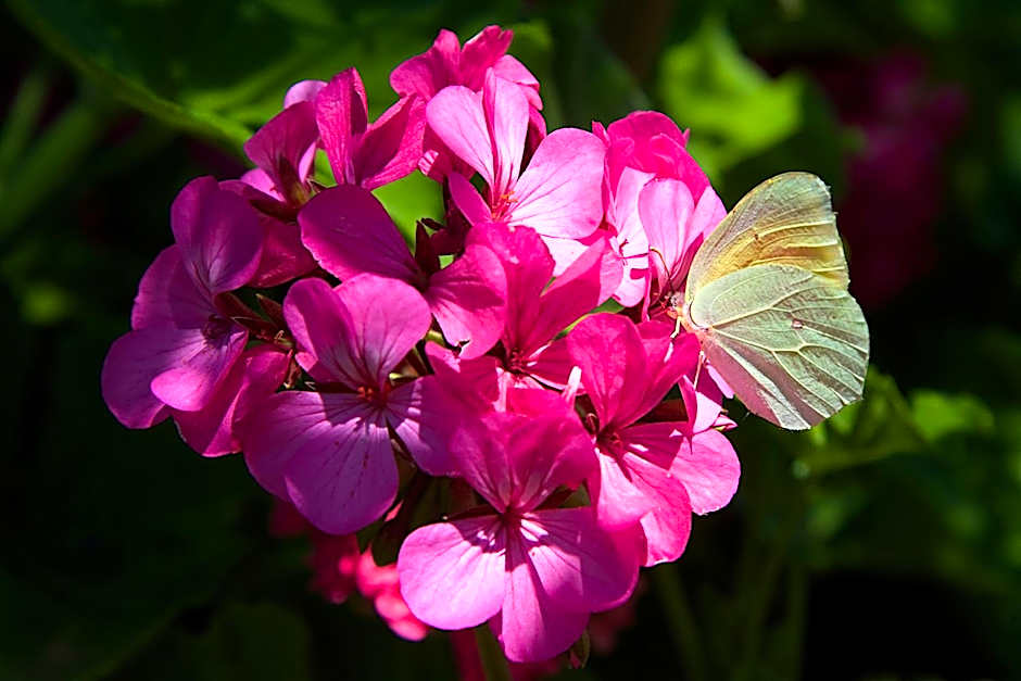 Nikos Studios and Apartments