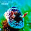 PamAnilao and Padoy's Dive Camp