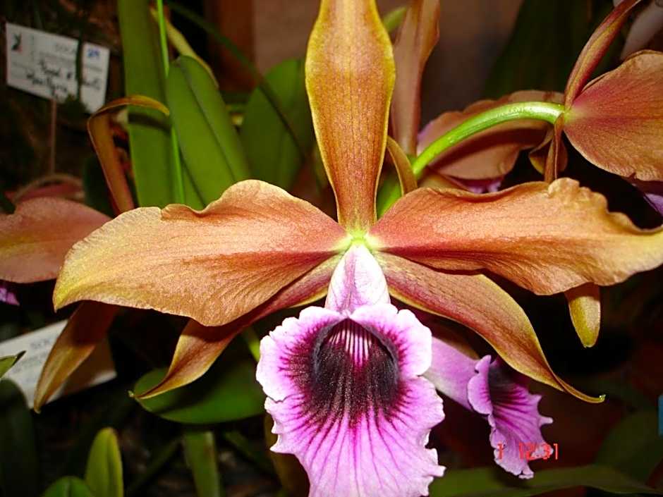 Pousada das Orquideas de Jau