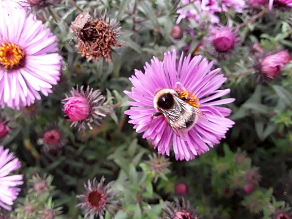 La Cle de Saule