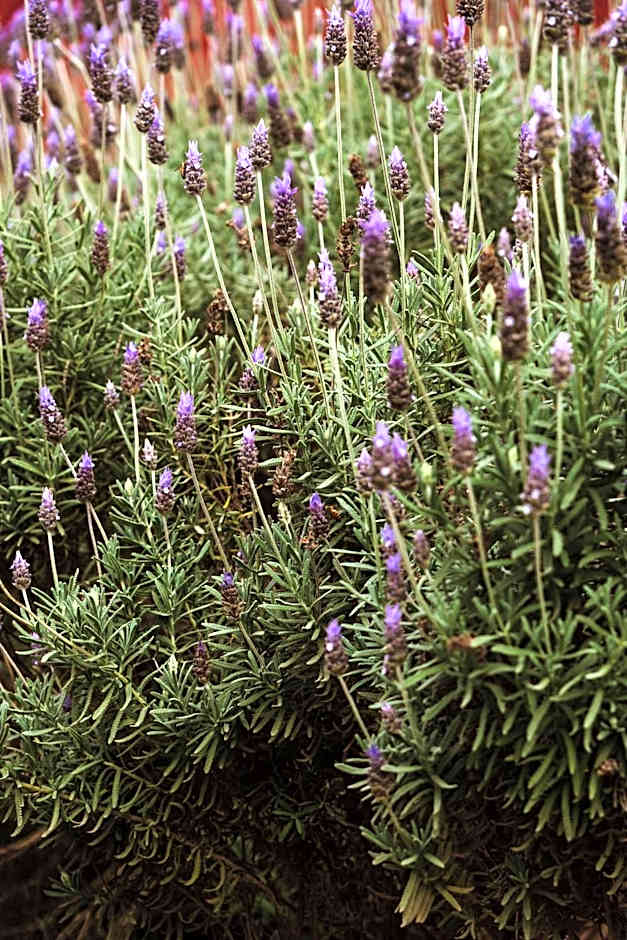 Vale dos Saltos Cabanas