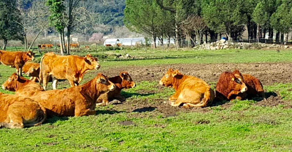 HOTEL PASTERAL RIU TER