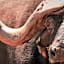 Kilima Private Game Reserve & Spa