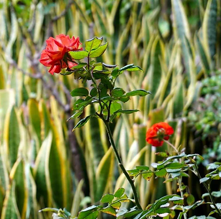 Hotel Hacienda Los Laureles