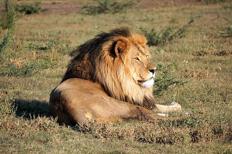 Boskoppie Lion & Tiger Reserve