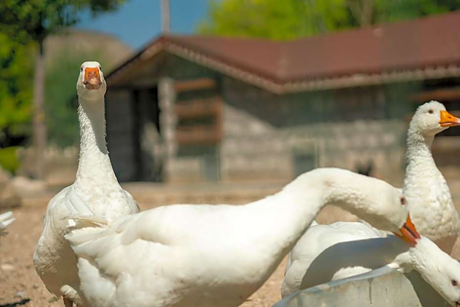 SUNOLUS VINEYARDHOUSe